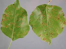 Image related to Pear (Pyrus spp.)-Pacific Coast Pear Rust