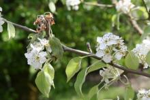 Image related to Pear (Pyrus spp.)-Pseudomonas Blossom Blast and Dieback