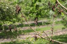 Image related to Pear (Pyrus spp.)-Pseudomonas Blossom Blast and Dieback