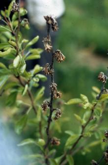 Image related to Pear (Pyrus spp.)-Pseudomonas Blossom Blast and Dieback