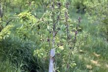 Image related to Pear (Pyrus spp.)-Pseudomonas Blossom Blast and Dieback