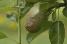 Image related to Pear (Pyrus spp.)-Scab