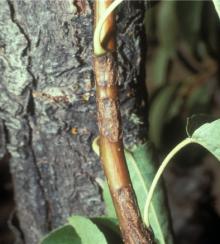 Image related to Pear (Pyrus spp.)-Scab