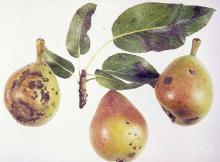 Image related to Pear (Pyrus spp.)-Scab