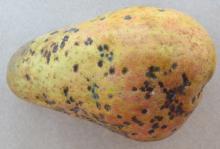 Image related to Pear (Pyrus spp.)-Scab