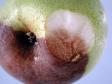 Image related to Pear (Pyrus spp.)-Sprinkler Rot (Phytophthora Fruit Rot)