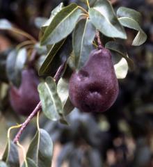 A red pear hanging on a tree