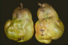 Image related to Pear (Pyrus spp.)-Stony Pit