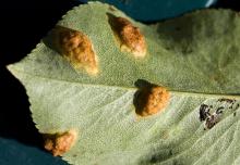 Image related to Pear (Pyrus spp.)-Trellis Rust (European Pear Rust)