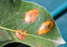 Image related to Pear (Pyrus spp.)-Trellis Rust (European Pear Rust)