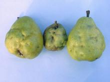 Image related to Pear (Pyrus spp.)-Virus and Virus-like Diseases