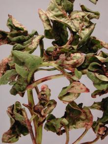 Image related to Peony (Paeonia spp.)-Botrytis Blight