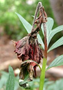 Image related to Peony (Paeonia spp.)-Botrytis Blight