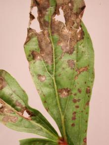 Image related to Peony (Paeonia spp.)-Leaf Blotch