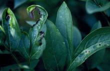 Image related to Peony (Paeonia spp.)-Leaf Blotch