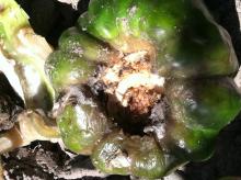 Image related to Pepper (Capsicum spp.)-Gray Mold