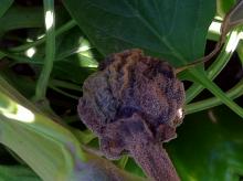 Image related to Pepper (Capsicum spp.)-Gray Mold