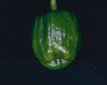 Image related to Pepper (Capsicum spp.)-Virus Diseases