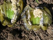 Image related to Pepper (Capsicum spp.)-White Mold