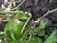 Image related to Pepper (Capsicum spp.)-White Mold