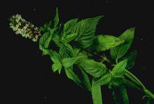 Image related to Peppermint (Mentha spp.)-Spotted Wilt