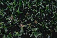 Image related to Peppermint (Mentha spp.)-Verticillium Wilt