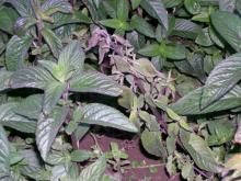 Image related to Peppermint (Mentha spp.)-Verticillium Wilt