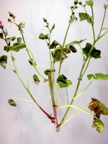 Image related to Pericallis x hybrida-Botrytis Blight