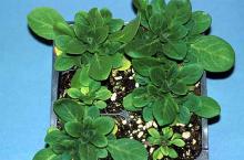 Image related to Petunia (Petunia spp.)-Black Root Rot