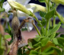 Image related to Petunia (Petunia spp.)-Botrytis Blight