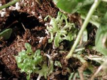 Image related to Petunia (Petunia spp.)-Shoot Proliferation and Leafy Gall