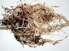 Image related to Phlox-Black Root Rot