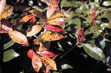 Image related to Photinia-Leaf Spot