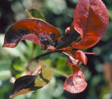 Image related to Photinia-Powdery Mildew