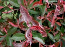 Image related to Photinia-Powdery Mildew