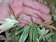 Image related to Pieris (Andromeda)-Ramorum Leaf Blight and Shoot Dieback