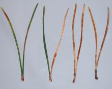 Image related to Pine (Pinus spp.)-Dothistroma Needle Blight (Red Band)