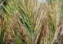 Image related to Pine (Pinus spp.)-Dothistroma Needle Blight (Red Band)