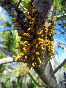 Image related to Pine (Pinus spp.)-Dwarf Mistletoe