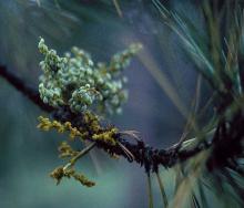 Image related to Pine (Pinus spp.)-Dwarf Mistletoe