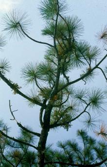 Image related to Pine (Pinus spp.)-Dwarf Mistletoe