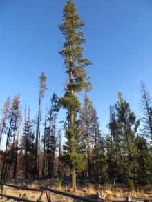 Image related to Pine (Pinus spp.)-Dwarf Mistletoe