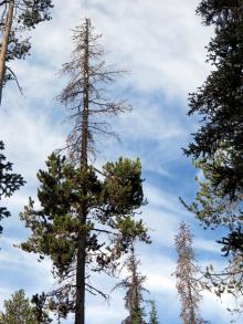 Image related to Pine (Pinus spp.)-Dwarf Mistletoe