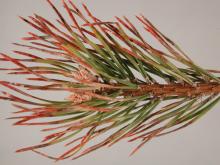 Image related to Pine (Pinus spp.)-Gray Mold