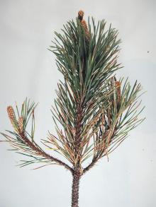 Image related to Pine (Pinus spp.)-Dothistroma Needle Blight (Red Band)