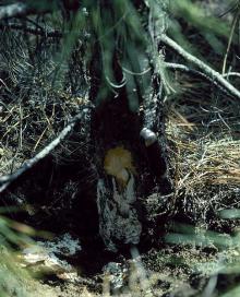 Image related to Pine (Pinus spp.)-Root Rot (Armillaria solidipes)