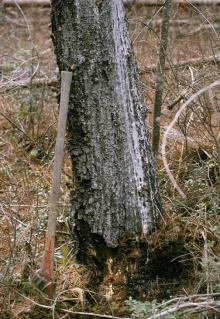 Image related to Pine (Pinus spp.)-Root Rot (Armillaria solidipes)