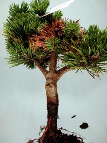 Image related to Pine (Pinus spp.)-Root Rot (Phytophthora spp.)