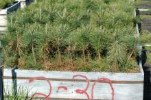 Image related to Pine (Pinus spp.)-Root Rot (Phytophthora spp.)