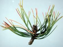 Image related to Pine (Pinus spp.)-Sirococcus Shoot Blight